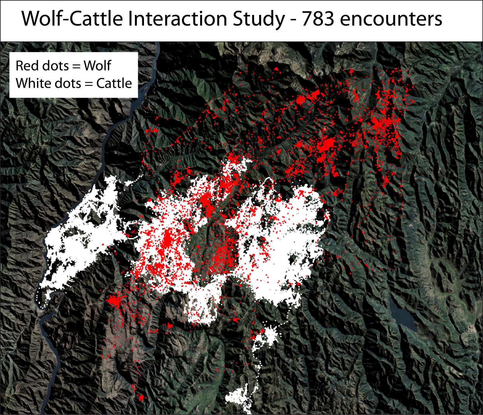 Wolf-cattle interaction study